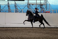 Class 83 Five Gaited Jackpot Stake