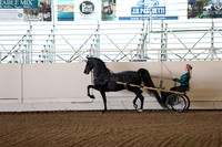 Class 85 Morgan Pleasure Ddriving Amateur Junior Exhibitor Championship