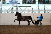 Class 94 Morgan Classic Pleasure Driving Championship