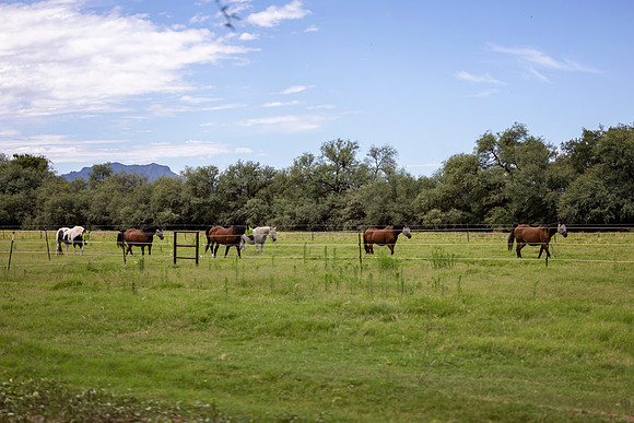 RS_Pastures_2292