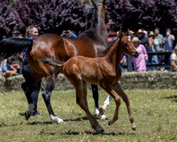 ShermanRanch0524_2956