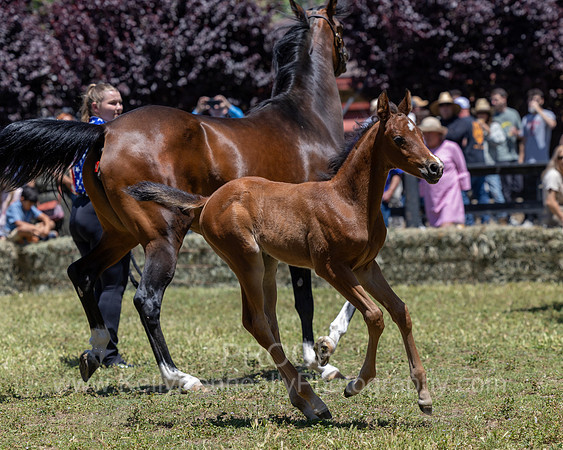 ShermanRanch0524_2956