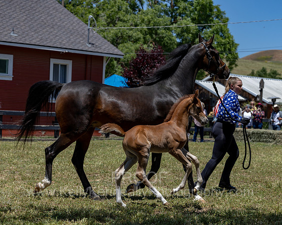 ShermanRanch0524_3412