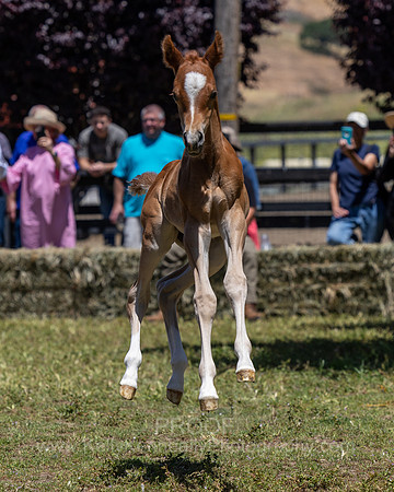 ShermanRanch0524_3707