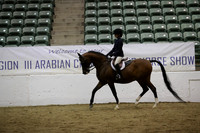 Class 48 Arabian Hunter Pleasure JTR Select