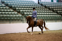 Class 52 Arabian Hunter Pleasure AAOTR 19/Yrs Over