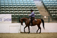 Class 53 Arabian Western Pleasure Geldings