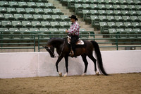 Class 55 Arabian Western Pleasure Mares & Stallions