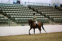 Class 75 Arabian Hunter Pleasure JTR 18 yrs and under