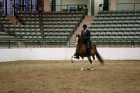 Class 194 Arabian Park Horse Open