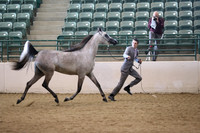 All Halter Classes