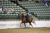 Class 24 HA/AA Country English Pleasure AAOTR 19 Yrs /Over