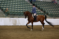 Class 226 Reg 3 HA/AA Hunter Pleasure Championship Junior Horse 5 years & Under
