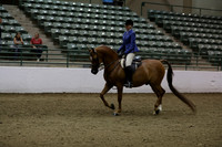 Class 260 Region 3 Arabian Hunter Pleasure Championship  AATR Primetime