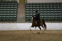 Class 392 Region 3 Champion TBA Arabian Park Horse