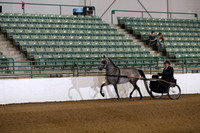 Class 290 Region 3 Arabian Country Pleasure Driving Championship