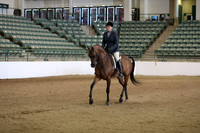 Class 321 Region 3 Arabian Hunter Pleasure Championship Junior Horse 5 years/Under