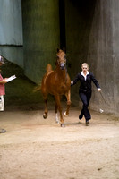 Class 312 Region 3 Arabian Gelding In Hand Championship 3 years & Over