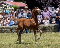ShermanRanch0524_0399