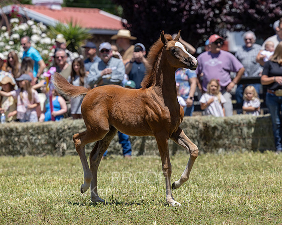 ShermanRanch0524_0399