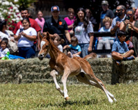 ShermanRanch0524_3456