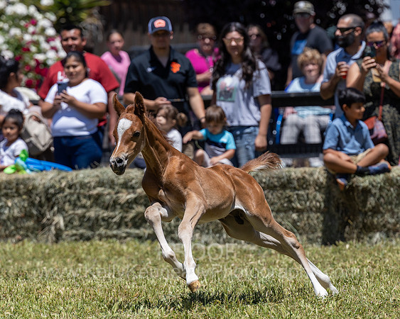 ShermanRanch0524_3456