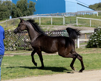 Catelya_0425_6212