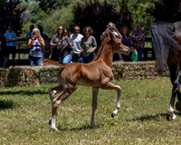 ShermanRanch0524_3550