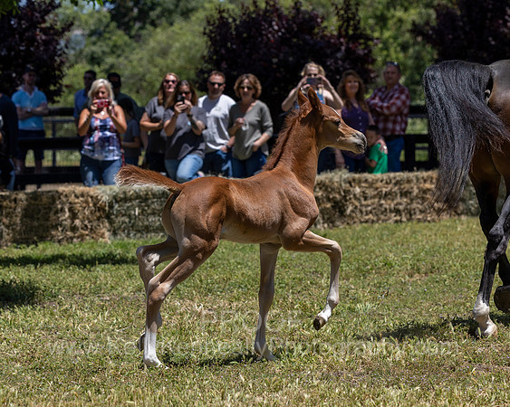 ShermanRanch0524_3550
