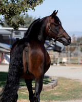 PromisesLegacy19_0033