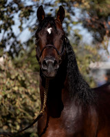 PromisesLegacy19_0045