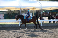 Class 148 Arabian Western Pleasure AATR Championship