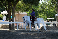Class 159 Arabian Western Pleasure Geldings Championship