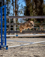 Agility2019_9625