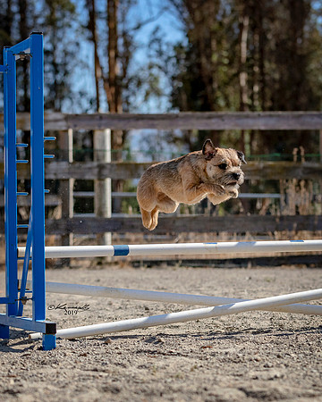 Agility2019_9625