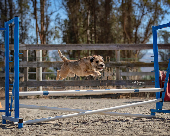 Agility2019_9629