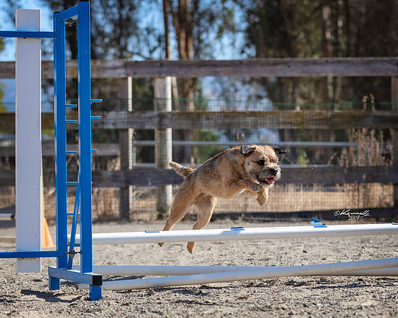 Agility2019_9523