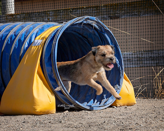 Agility2019_9793