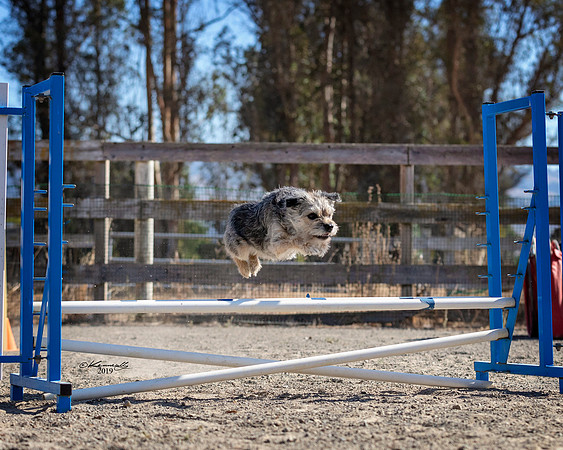 Agility2019_9532