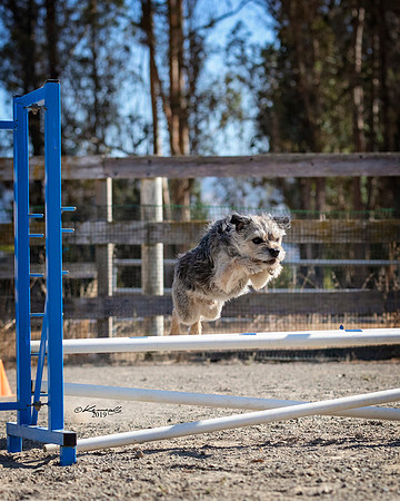 Agility2019_9538
