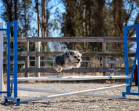 Agility2019_9539