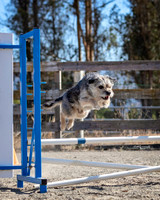Agility2019_9543