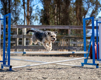 Agility2019_9545