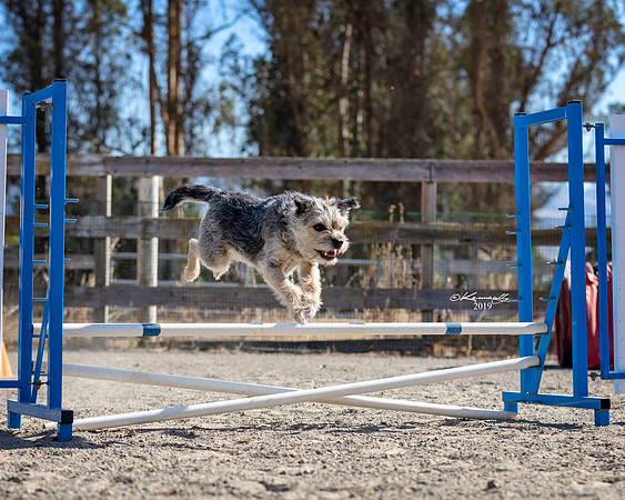 Agility2019_9545