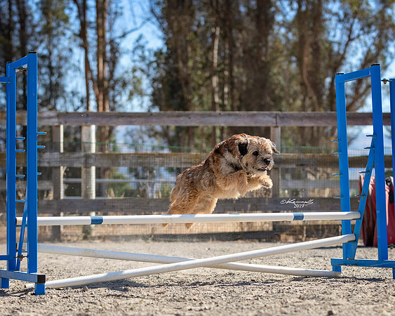 Agility2019_9554