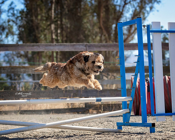Agility2019_9555