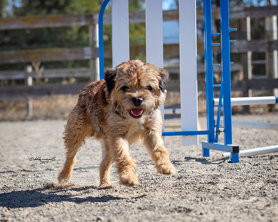 Agility2019_9549