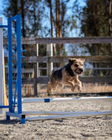 Agility2019_9568