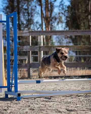 Agility2019_9568