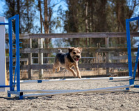 Agility2019_9572